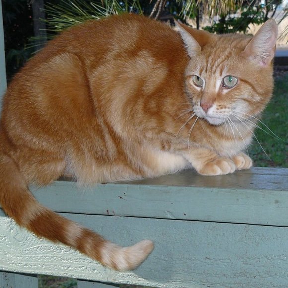 Meet your Posher, Carol - Picture 1 of 8